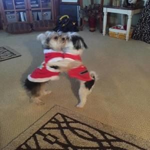 Meet your Posher, Renee